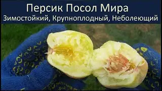 Персик Посол Мира