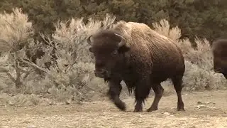 Buffalo Field Campaign reacts to National Park Service Bison management plan