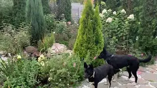 🌲Туя западная ‘Голден Смарагд’⭐️Обзор ✨Thuja occidentalis ‘Golden Smaragd’