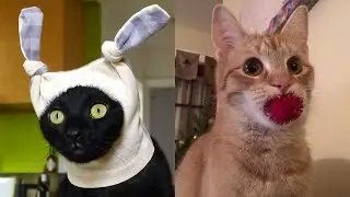 😹Коты 2022 смешные котики. 😹Новые приколы с котами до слез. Я СМЕЯЛСЯ ЧАС 😹Funny cats  2022-2021