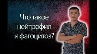 Нейтрофил и фагоцитоз 