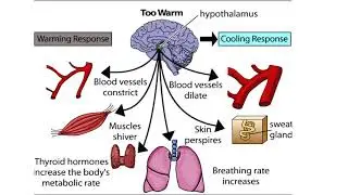 The Hypothalamus: The Body's Thermostat (Human Thermostat)