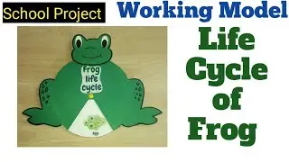 Working Model of frog life cycle/frog life cycle school project for exhibition/Kansal Creation