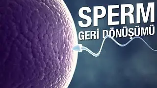 SPERM MENİ DÖNÜŞÜMÜ VE NEVERFAP