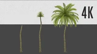 Growing Palm Tree Stock Motion Graphics