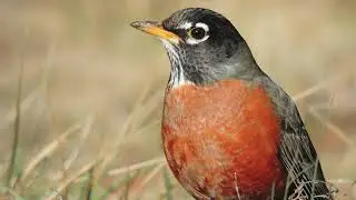 Birds Singing natural and calm sounds for relax and sleep