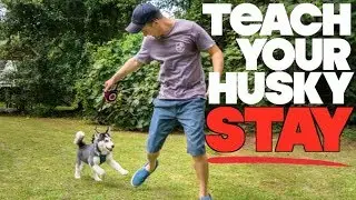 Teach Your Husky To STAY! - (Siberian Husky Tricks)