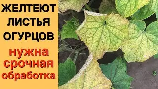 Заметили, что желтеют листья огурцов? Срочно обработайте их этим средством