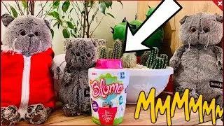 Куклы цветы 💐 Blume. Куклы Блюм