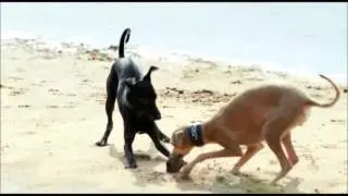 Реклама Purina Pro Plan | Пурина Про План - 