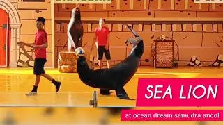PERTUNJUKAN SINGA LAUT DI SAMUDRA ANCOL