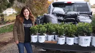 Planting a Hedge of Sprinter Boxwoods 🌱// Garden Answer