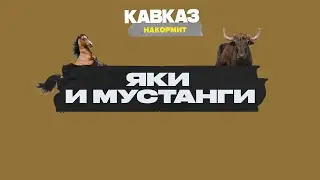 Кавказ накормит: яки и мустанги