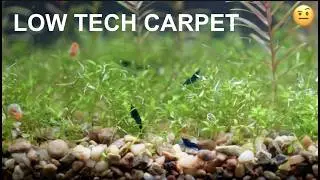 How To Grow A Low Tech Pearlweed Carpet In Your Planted Aquarium