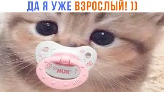 НУ МАМ! ))) | Приколы с котами | Мемозг 1362