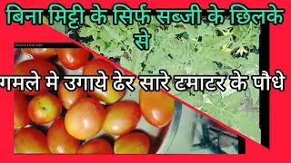 Soil less gardening at home 🏡 kitchen waste compost में उगाये टमाटर के पौधे #gardening#plants