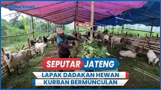 Lapak Dadakan Hewan Kurban Bermunculan di Ungaran Semarang