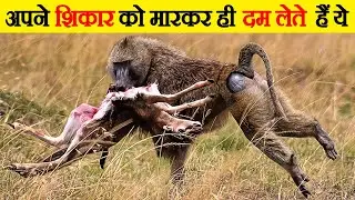 पलक झपते अपने शिकार को खत्म कर देते हैं ये |  Baboons Kill their Prey in the Blink of an Eye