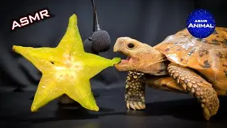 ASMR Mukbang Eating STAR FRUIT 🐢 Turtle Tortoise 127
