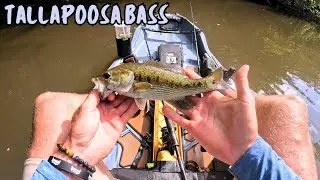 Catching Award Winning Tallapoosa Bass