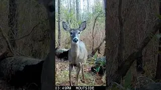 “Dad can we take him home?” #animalshorts #trailcam #whitetaildeer #wildlife