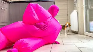 Puppy Gets SURPRISED with Halloween Costumes!
