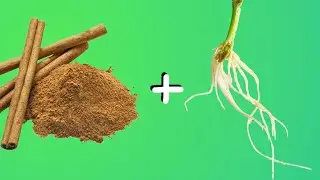 Cinnamon as Rooting Hormone - Will it propagate cuttings faster?