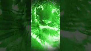 Tiger on green footage | How come green? #animals #ytshorts #tiger