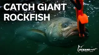 They Are Back!!! (How To Catch Rockfish, Striped Bass, Chesapeake Bay)