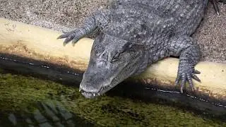 Facts about the Spectacled caiman