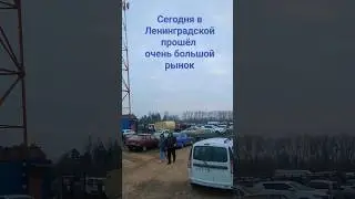 Сегодня в Ленинградской было много народа на рынке