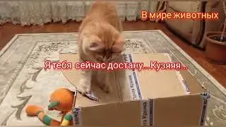 Котята играют в коробке. Теперь у Кузи есть друг Кекс.