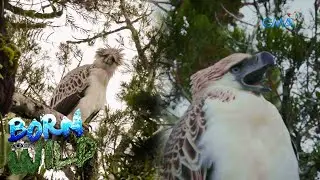 Philippine Eagle, the king of the sky | Born to be Wild