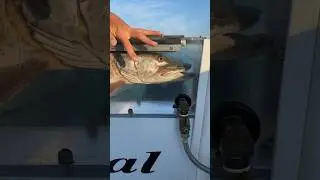 How to Revive a Huge Musky