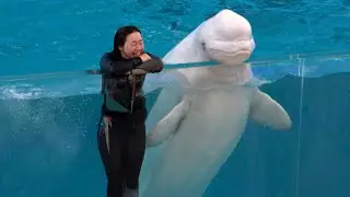 White Dolphin Show At Yokohama Hakkeijima Sea Paradise 【4K】