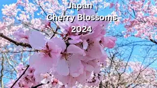 Japan's #1 Experience! Essential Tips for Seeing the Beautiful Cherry Blossoms 🌸