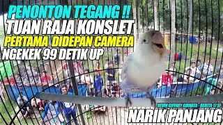 NGEKEK 99 DETIK | LOVEBIRD TUAN RAJA BIKIN TEGANG PENONTON !! | PERTAMA DIDEPAN CAMERA AKSINYA