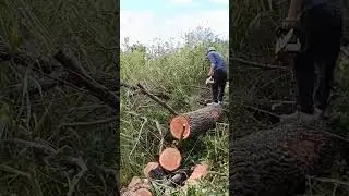 Заготовка валежника Stihl MS-250!