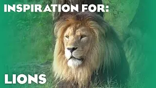 32 Real Lion Habitats! (Planet Zoo Inspiration)