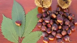 Do you know about horse chestnuts or conkers..watch this video