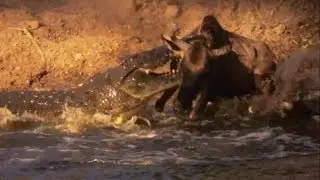Crocodile Kills Wildebeest | Deadliest Showdowns | Earth Unplugged