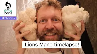 Lions Mane mushroom growing timelapse with crackling sound