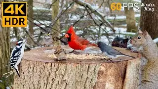 Cat TV for Cats to Watch 😺 Romantic Snow with Lovely Birds and Squirrels 🐿 8 Hours 4K HDR 60FPS