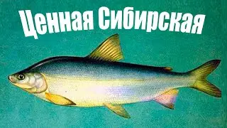 Самая ценная рыба Сибири! Опасный хищник с невероятным мясом!