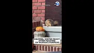 Squirrel definitely winter ready after feasting on womans pumpkins