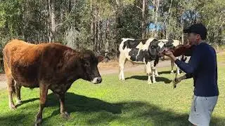 Cows love violin playing 🐮