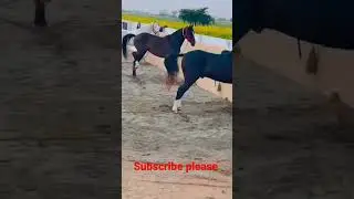 funny horse |funny horse videos |horses |cute moment of the horses