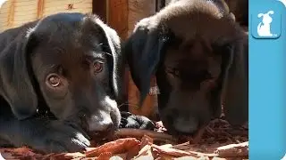 Labrador Puppies Play In Garden - Puppy Love