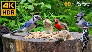 Cat TV for Cats to Watch 😺 Cute Chipmunks, Birds, Squirrels 🐿 Nature Fun 4K HDR 60FPS