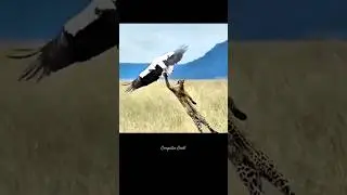 Missed by Whisker 😮 Leopard VS Eagle #animals #nature #shorts